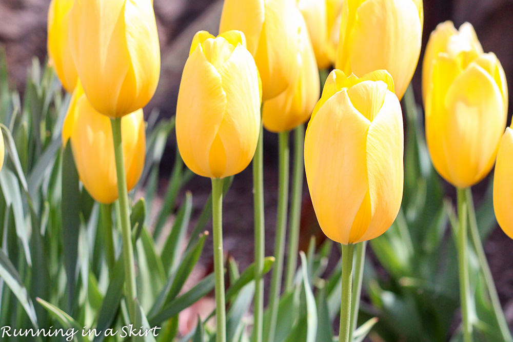 Biltmore Blooms Tulips