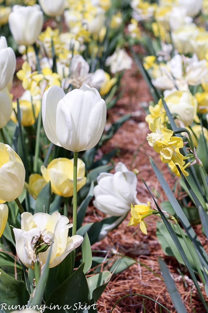 Biltmore Blooms - Tulips