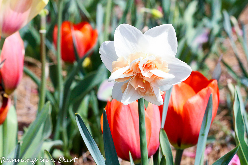 Biltmore Blooms Tulips