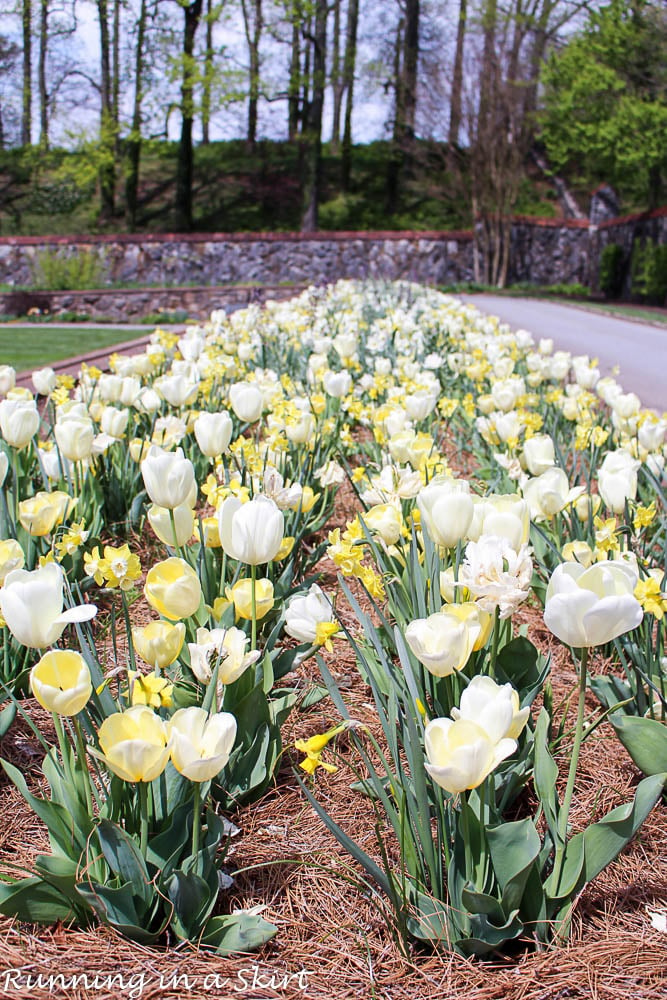 Biltmore Blooms - Tulips