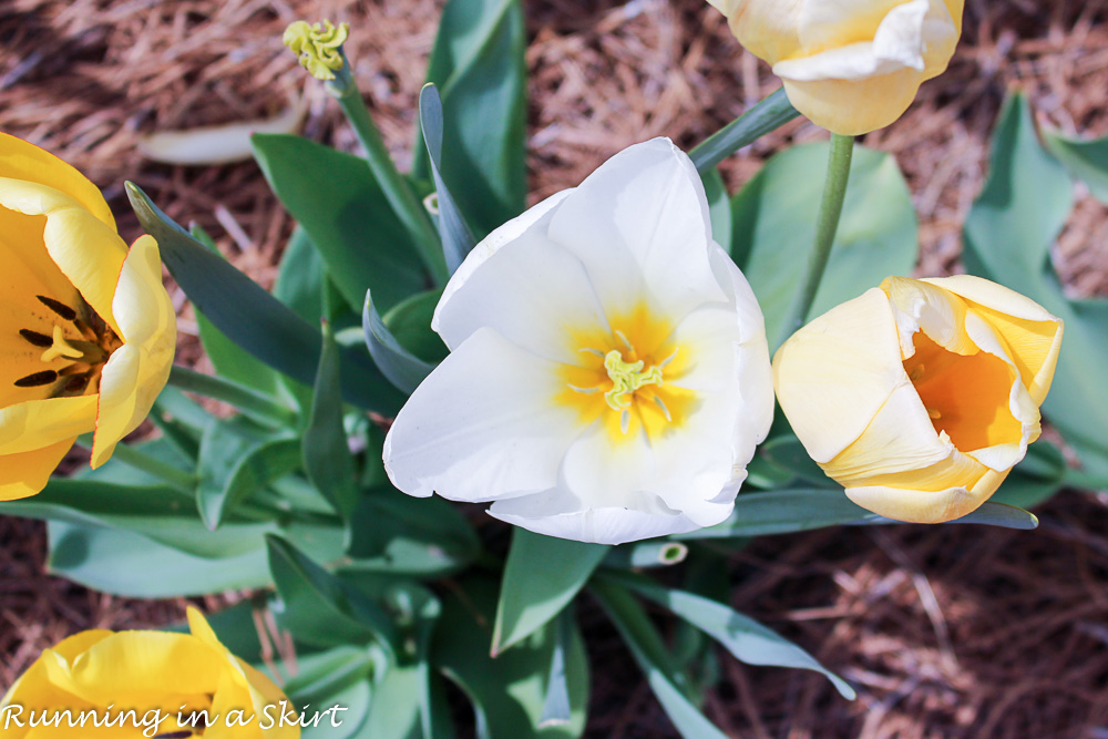 Biltmore Blooms - Tulips