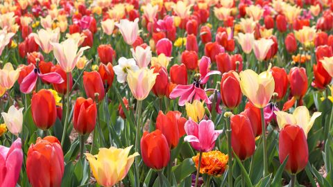 Biltmore Blooms - Tulips