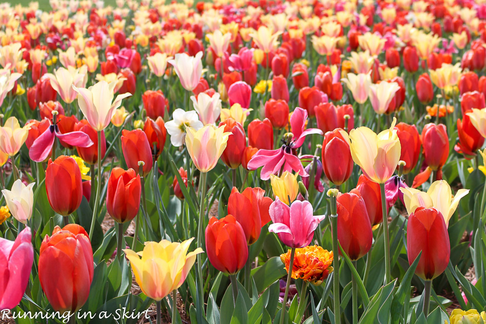 Biltmore Blooms - Tulips