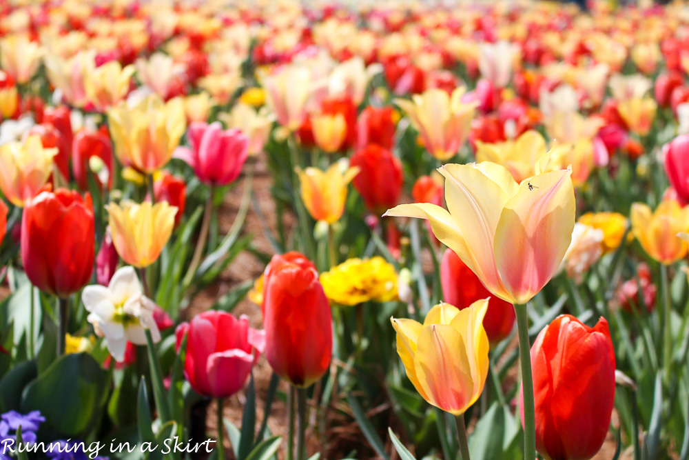 Biltmore Blooms - Tulips