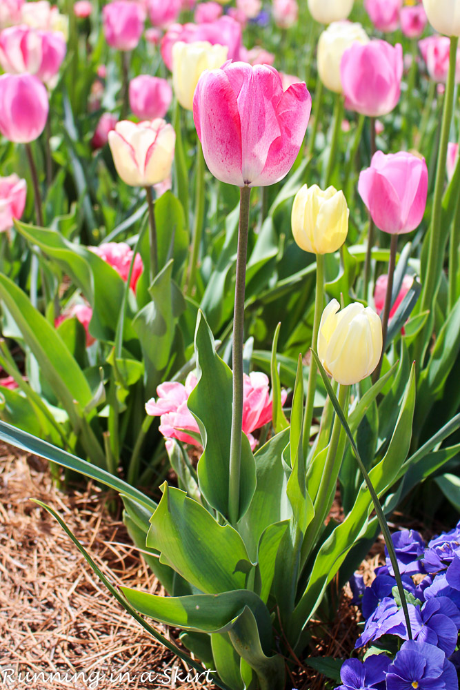 Biltmore Blooms - Tulips