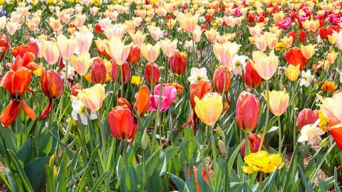 Biltmore Blooms - Tulips