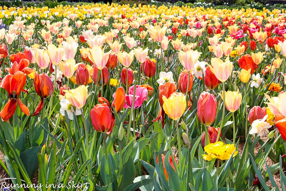 Biltmore Blooms - Tulips