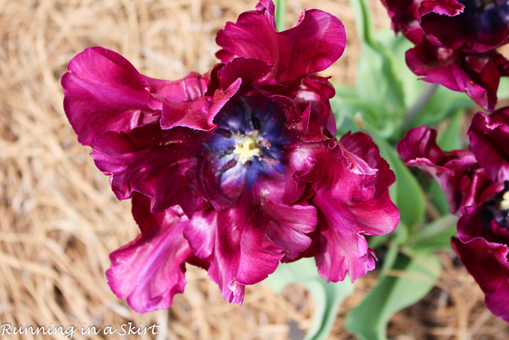 Biltmore Blooms - Tulips