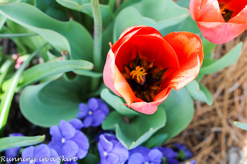 Biltmore Blooms Tulips