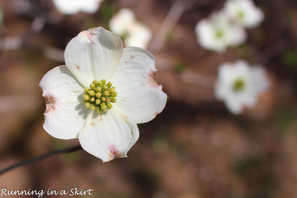 Dogwood Bloom