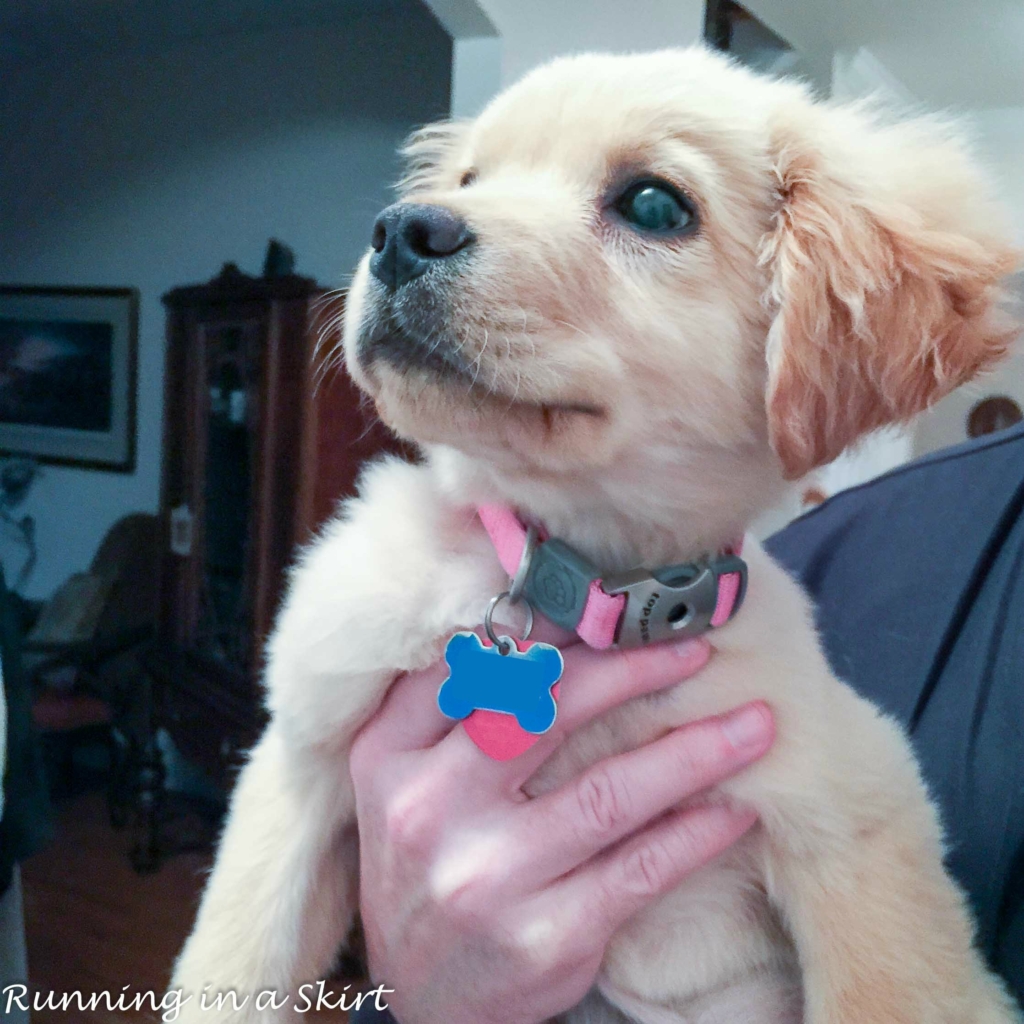 Lilly the Golden Puppy