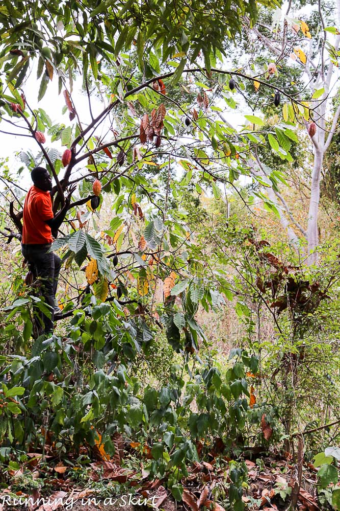 What to do in Grenada- Grenada Belmond Estate (2)