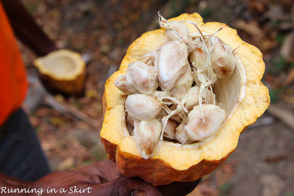 Grenada Cocoa Pod