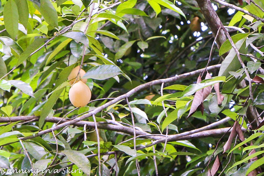 Grenada Nutmeg Tree