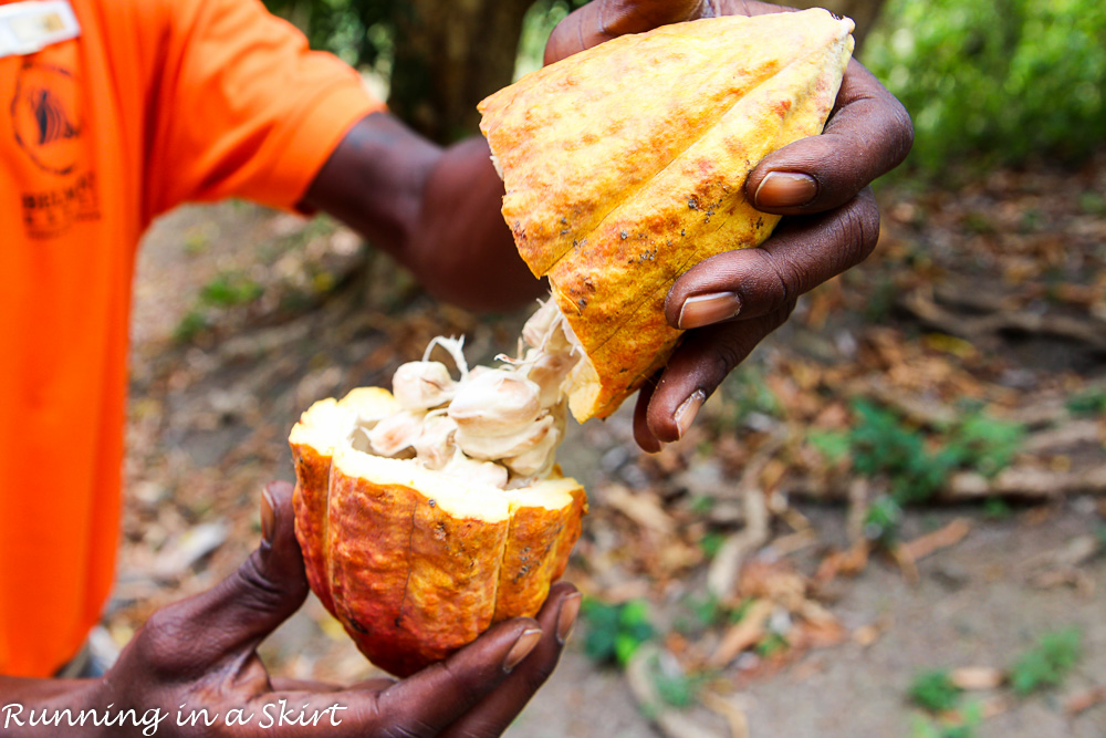 Grenada cocoa pod (2)