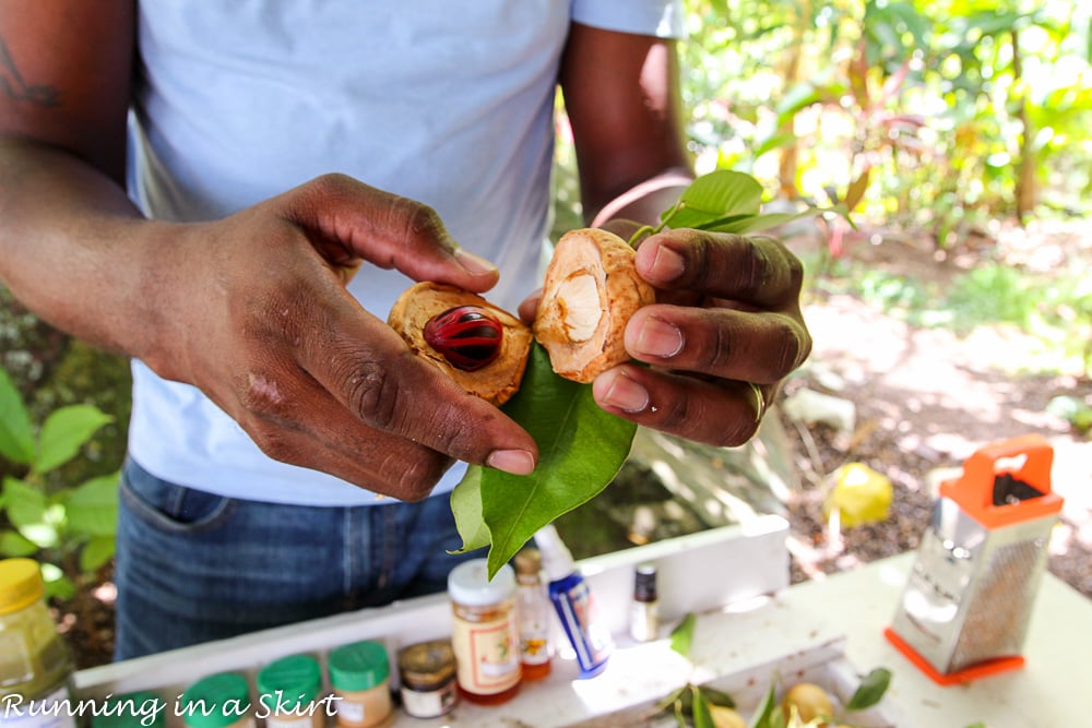 Grenada whole nutmeg