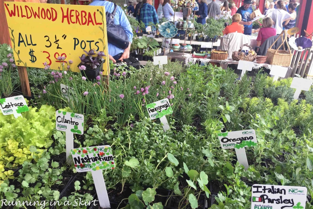 Herb Festival 2016 -2