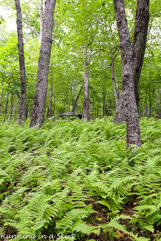 Bearwallow Mountain Summer Hike- Western North Carolina Hiking