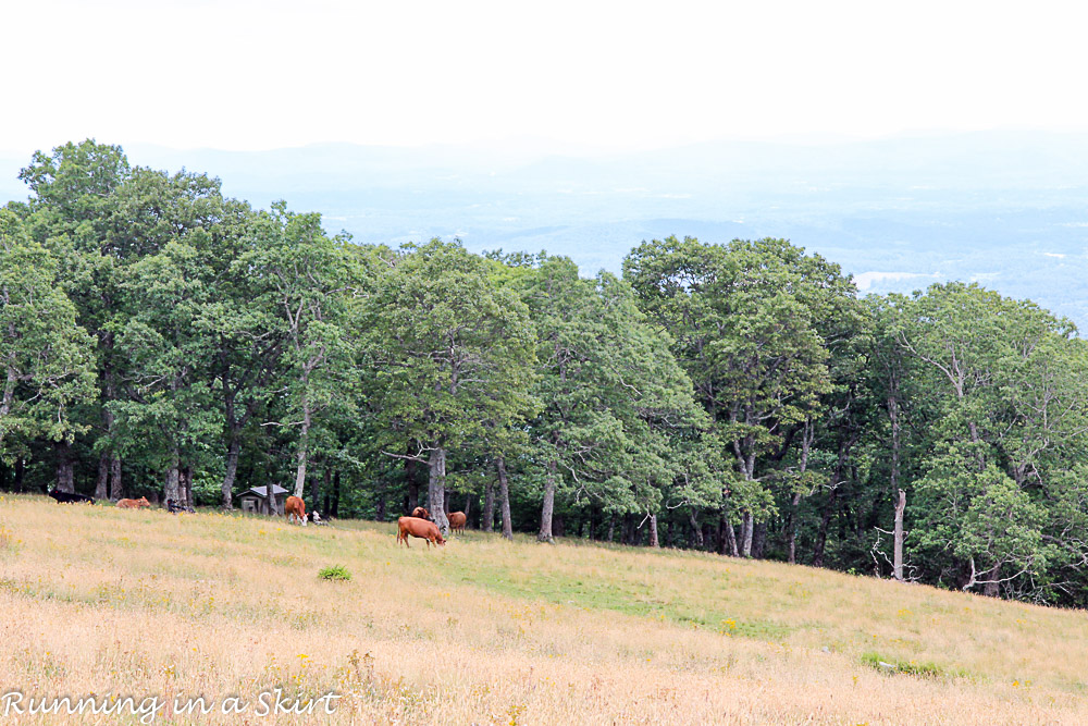 Bearwallow Mountain Summer Hike- Western North Carolina Hiking