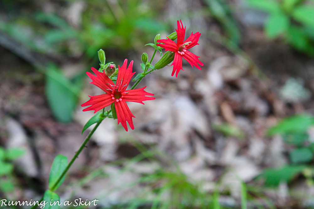 Bearwallow Mountain Summer Hike- Western North Carolina Hiking