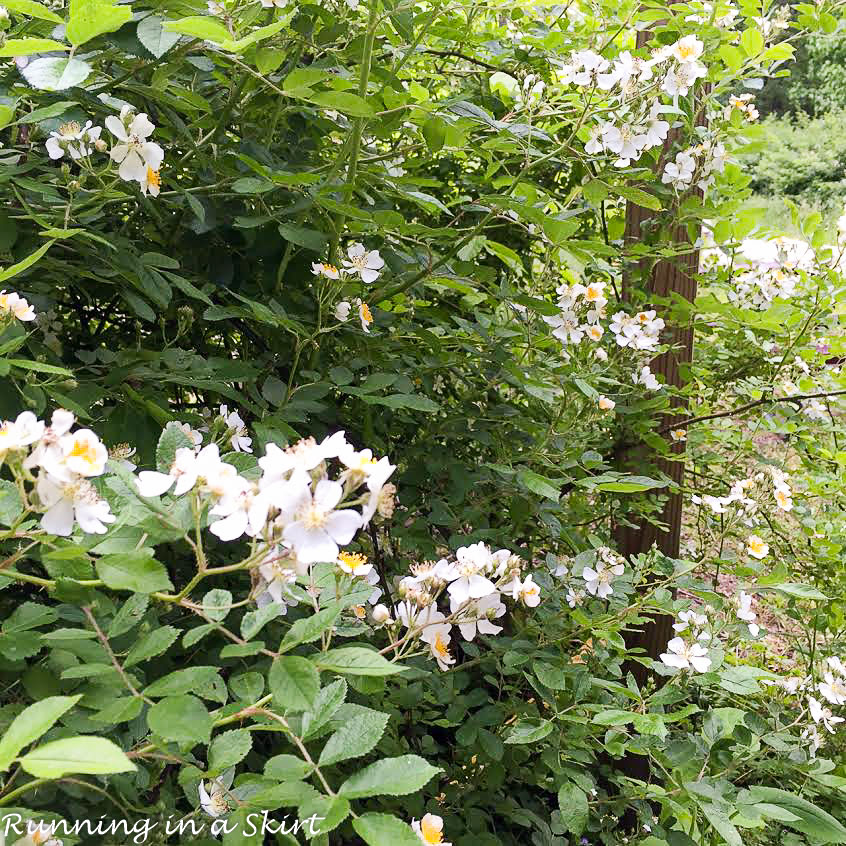 Blackberry Spring Blooms