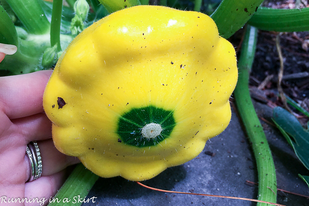 Giant Patty Pan Squash