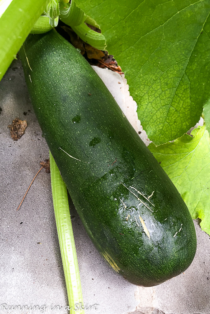 Giant Zuchini