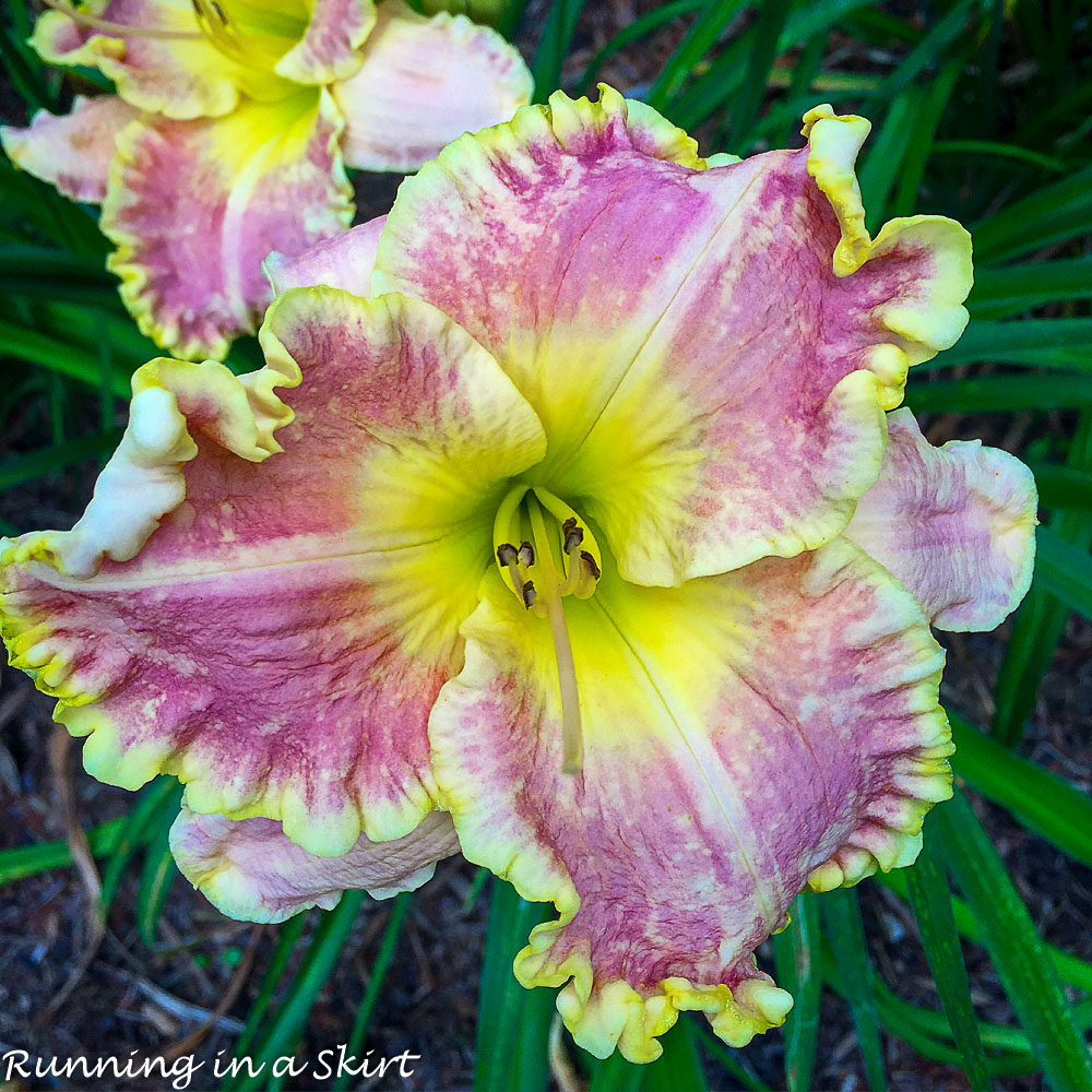 daylilly 2