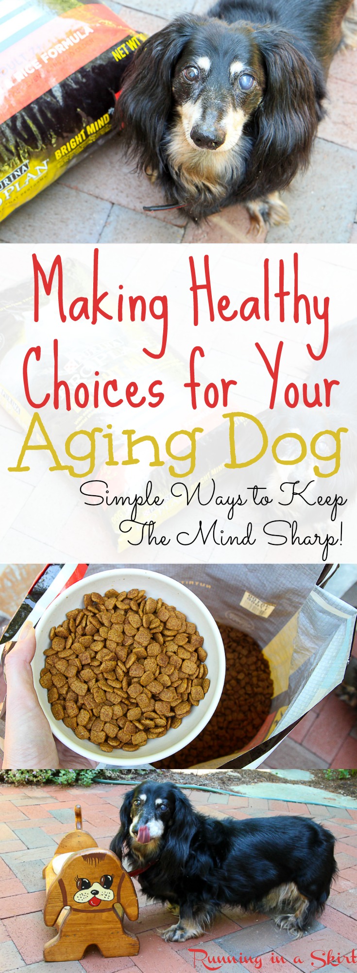 Healthy Choices for an Aging Dog
