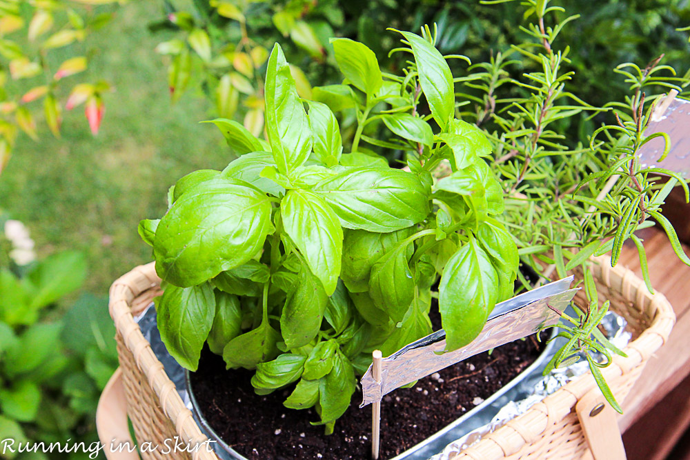 How to Make an Indoor Herb Garden-149-18