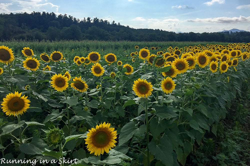 Sunflowers