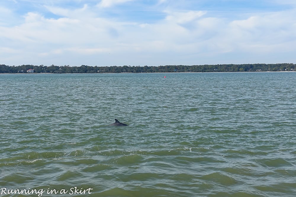 Dolphins on Hilton Head