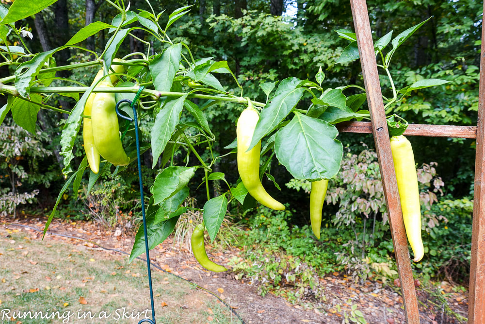 Banana Peppers