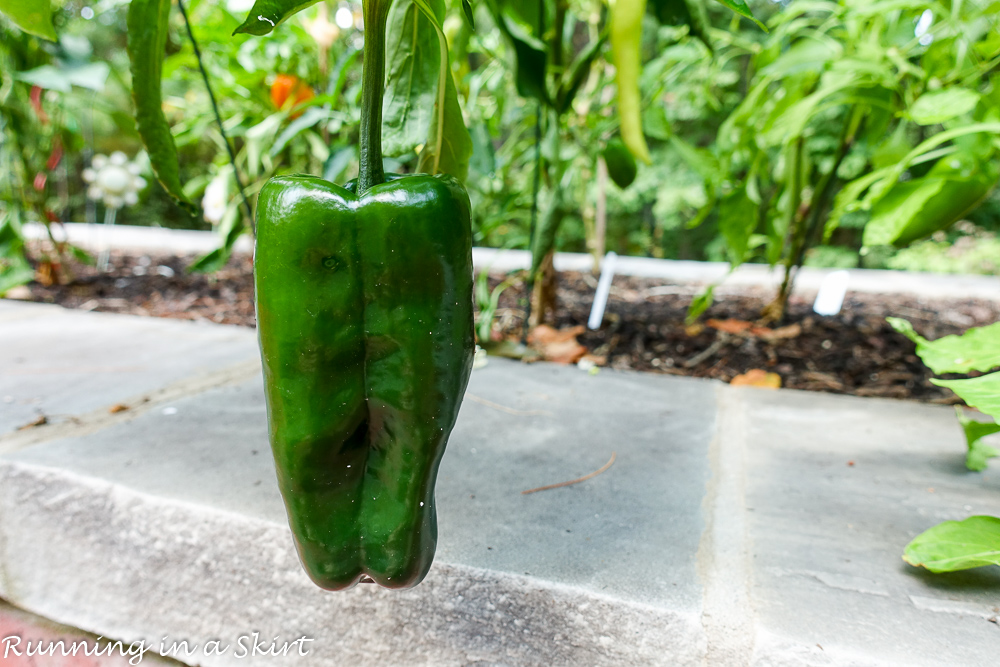 Poblano Peppers