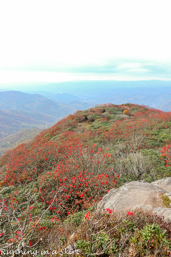 craggy-pinacle-in-fall-29