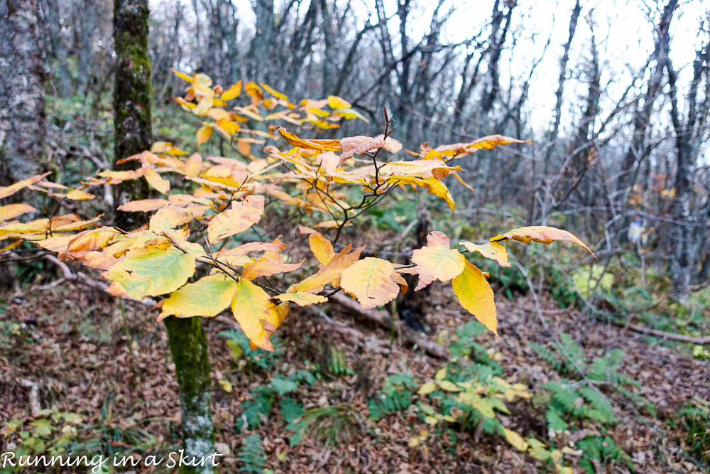 craggy-pinacle-in-fall-3