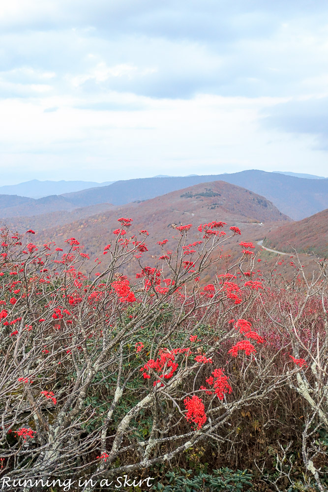 craggy-pinacle-in-fall-33