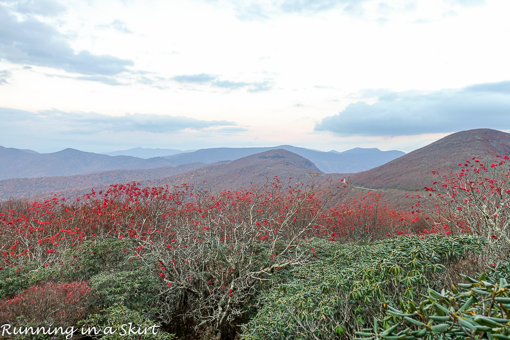 craggy-pinacle-in-fall-8