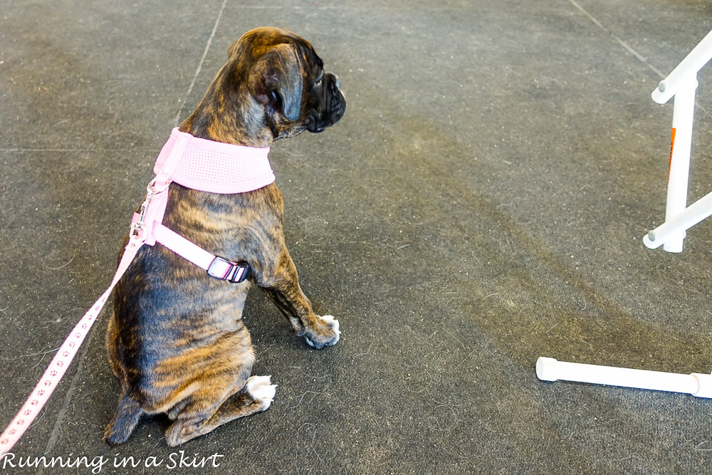 makena-puppy-school