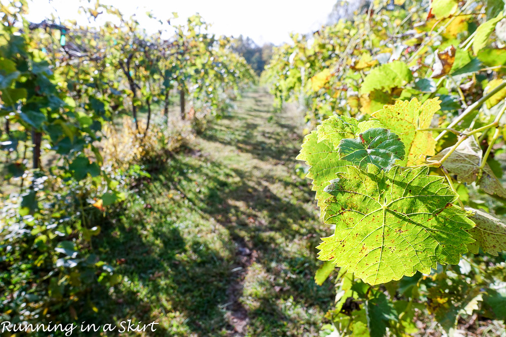 vineyeard