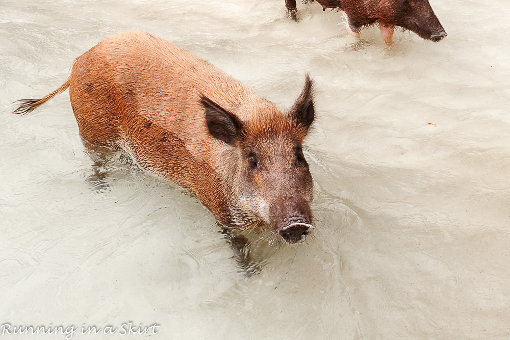 What to do in the Abacos / Running in a Skirt