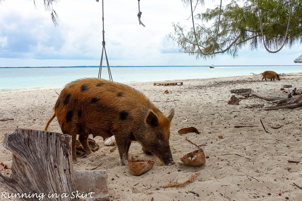 What to do in the Abacos / Running in a Skirt