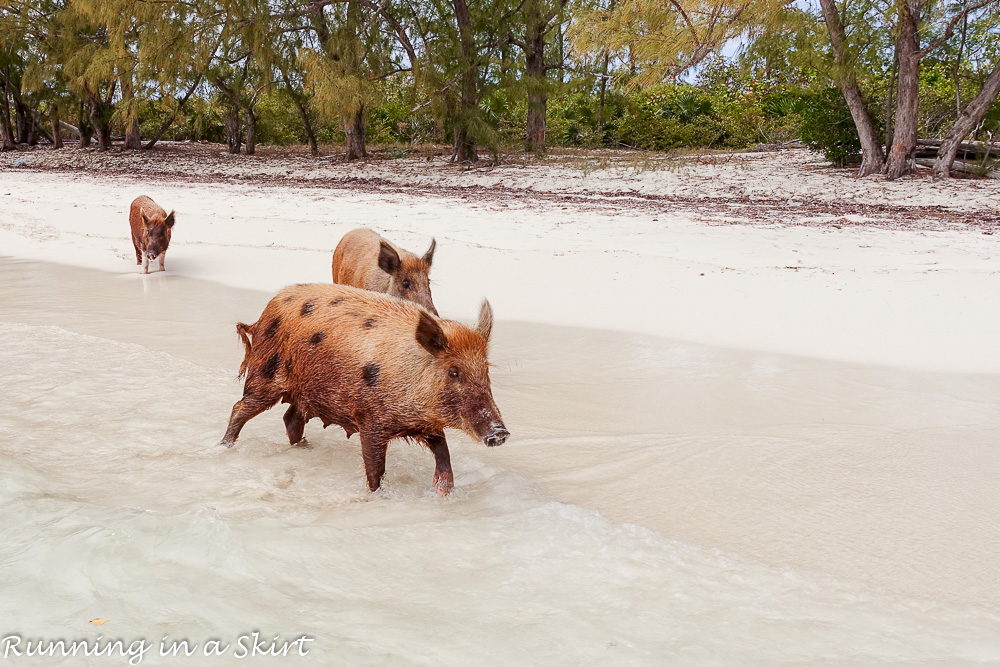 What to do in the Abacos / Running in a Skirt