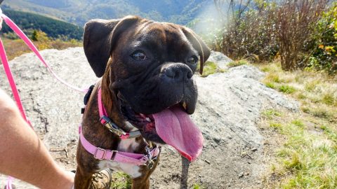 Sam Knob Hike near Asheville NC / Running in a Skirt