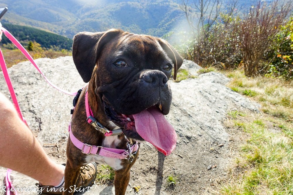 Sam Knob Hike near Asheville NC / Running in a Skirt