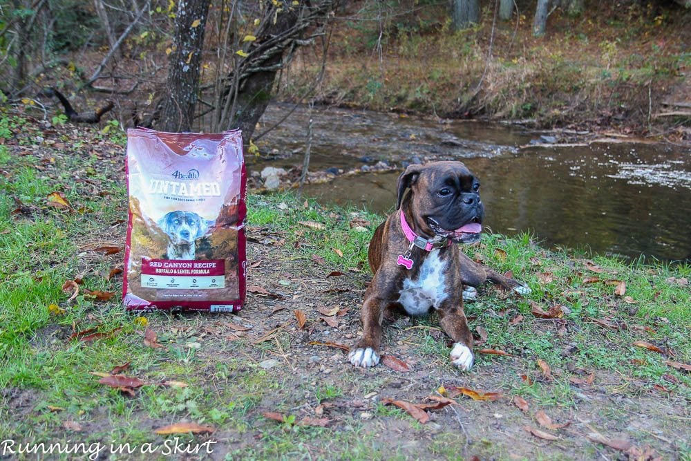 How to Train Your Dog to Run With You / Running in a Skirt