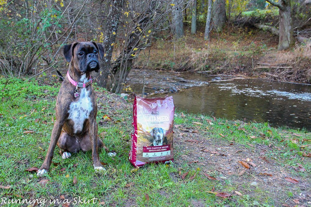 How to Train Your Dog to Run With You / Running in a Skirt