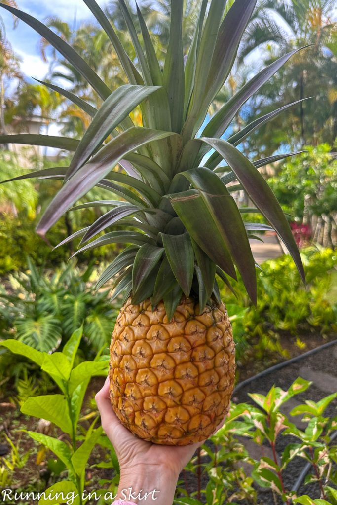 Best Kauai Restaurants