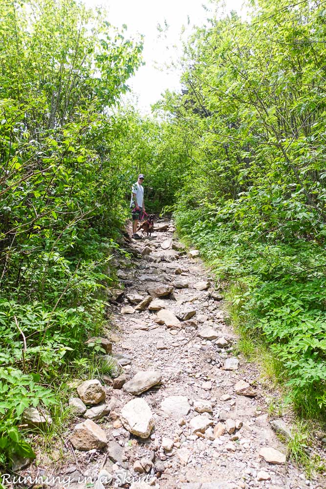 Devil's Courthouse Hike trail with rocky steps.