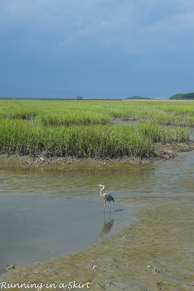 South Carolina Hammock Coast SC